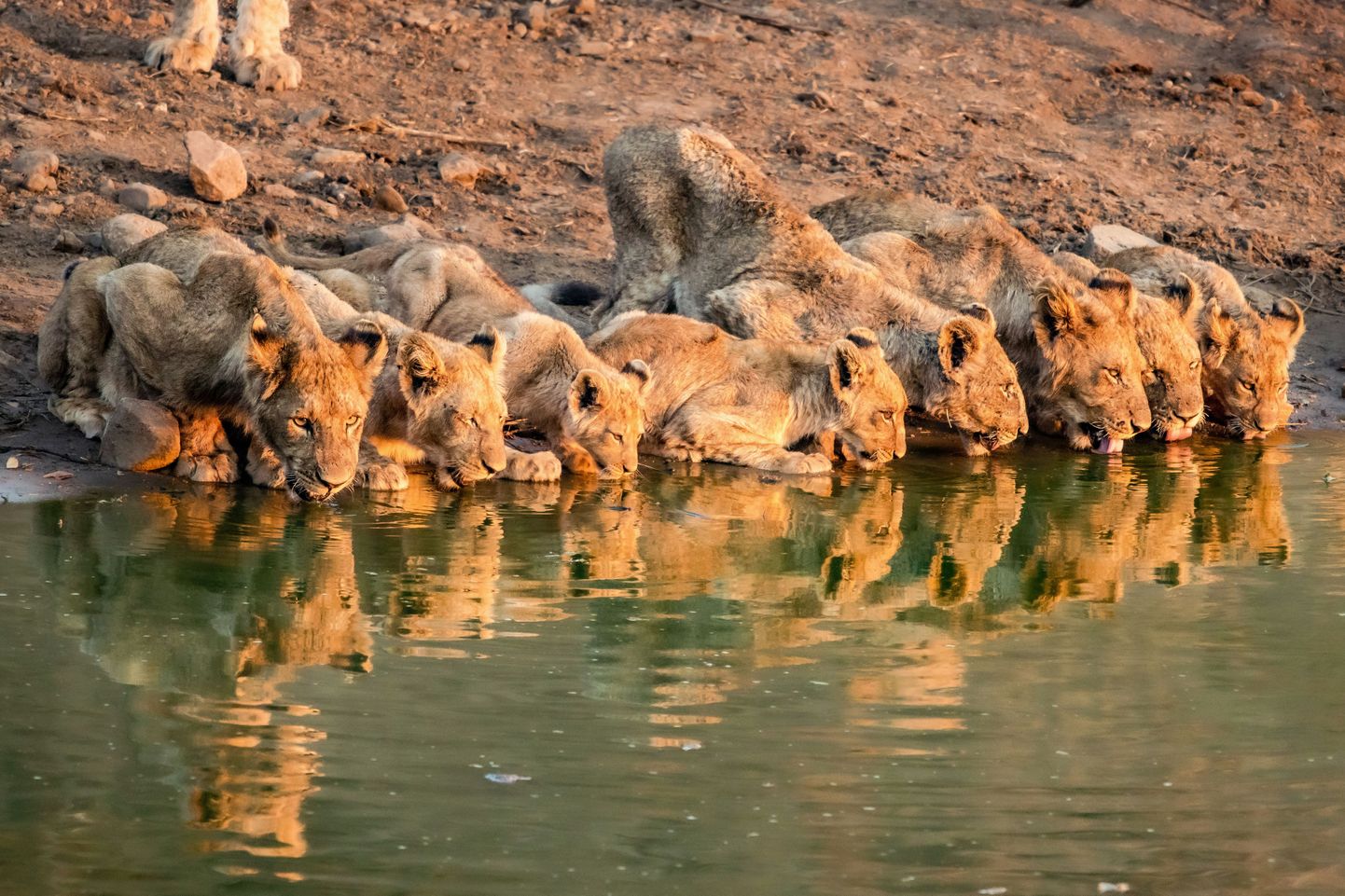 Lõvid Lõuna-Aafrika Vabariigis Krugeri rahvuspargis.