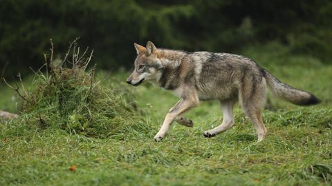 TEADUSE TERAD ⟩ Koera ja hundi hübriidid ning uudsed nanokapslid
