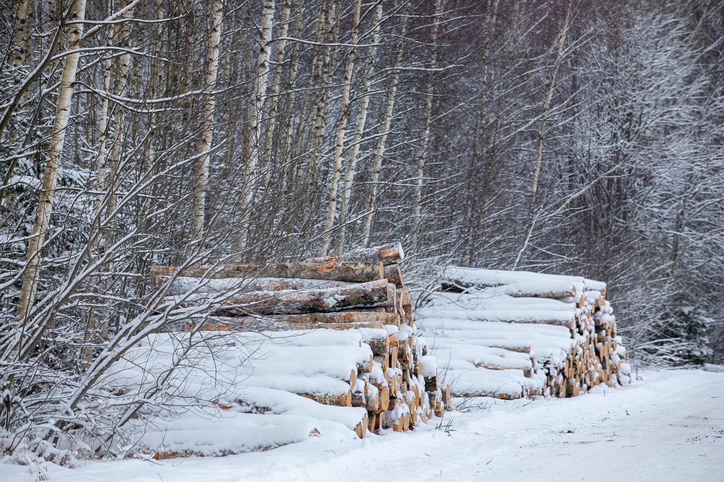 Tänavune talv on metsamehele ilma poolest parem kui mõned viimased talved.