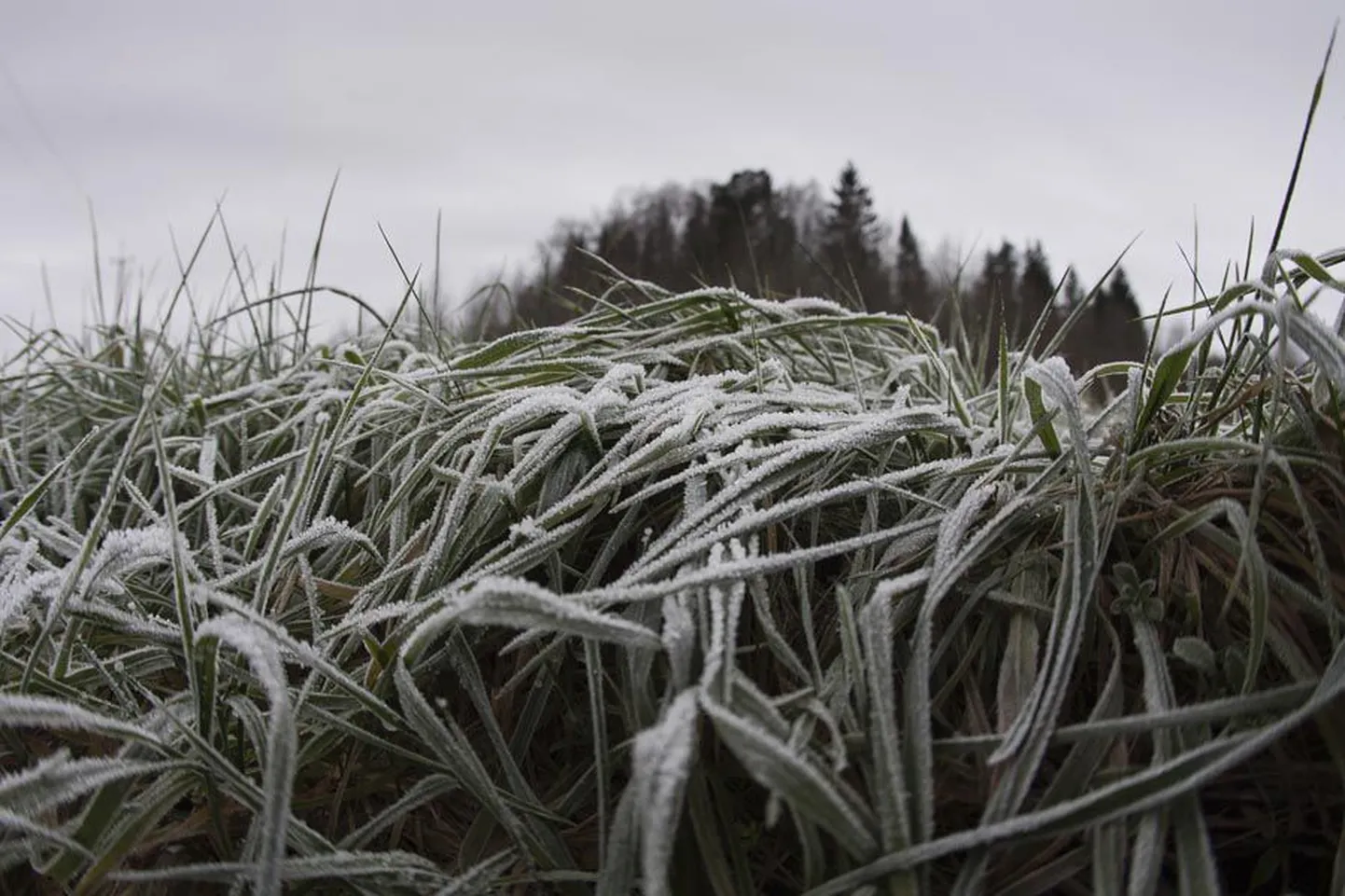 Esmaspäeval oli Viljandimaal maapind kaetud valge kihiga, mis polnud ei lumi ega härmatis, vaid hoopis hall.