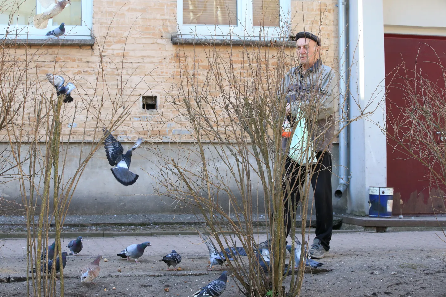 Fjodor Fedotov oma armastatud tuvisid söötmas. Kuus kuluvat tal lindude toidule 50-60 eurot.