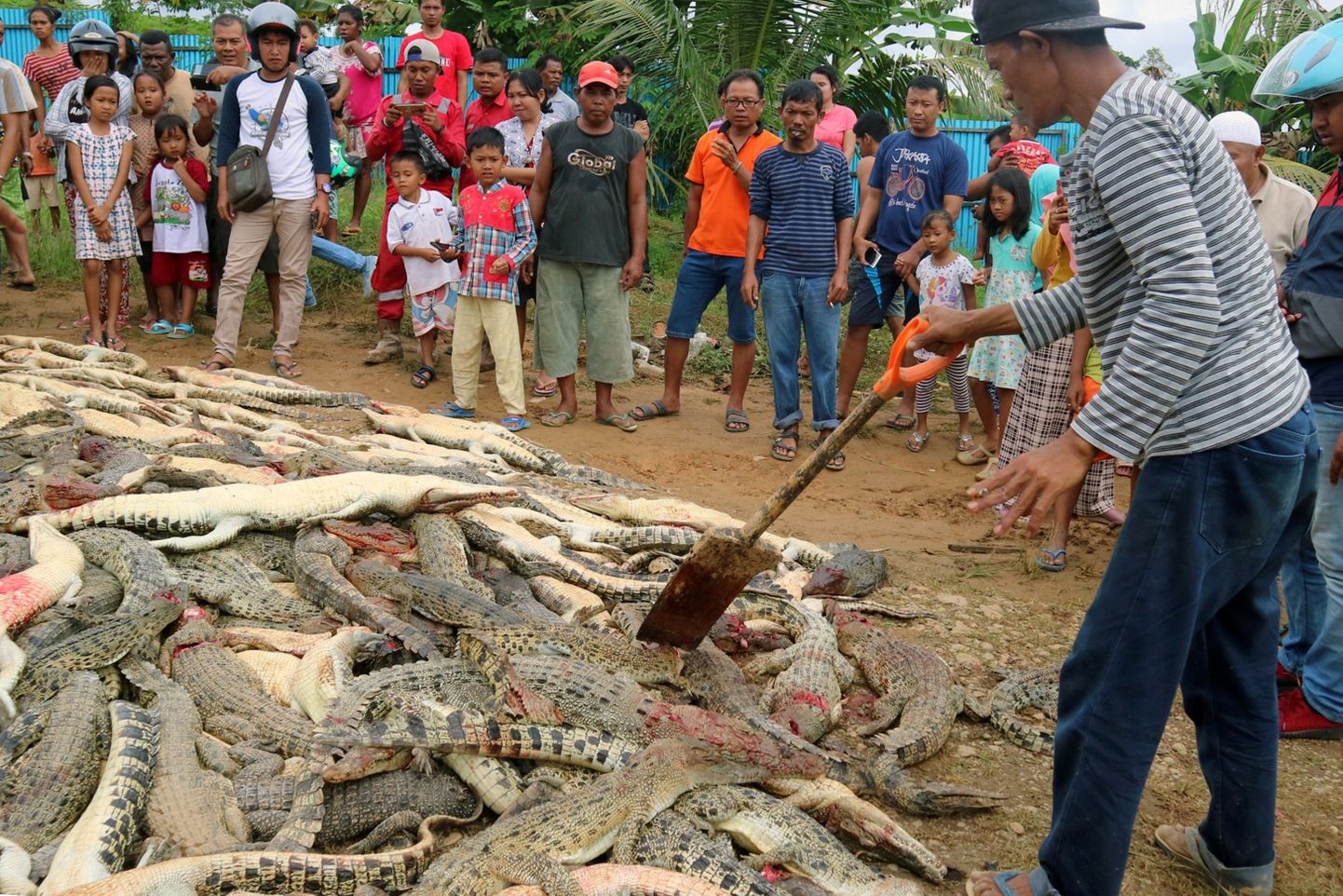 Rahvas vaatamas tapetud krokodille Indoneesias Paapua provintsis.