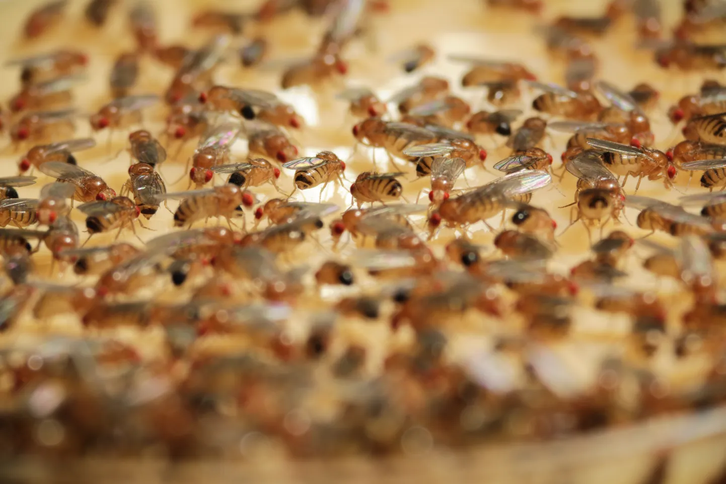 Äädikakärbseid on kasutatud geneetikas ja bioloogias üle saja aasta. Maailmas on mitme ülikooli juures spetsiaalsed keskused, kust saab osta ülalpidamiskulude hinnaga erinevaid geneetiliselt muundatud äädikakärbseid inimeste haiguste uurimiseks. Tehnikaülikooli teadlased on Eestis ainsad, kes sellist meetodit kasutavad. Pildil äädikakärbsed Viini Molekulaarpatoloogia Instituudi Drosophila RNA keskuses.