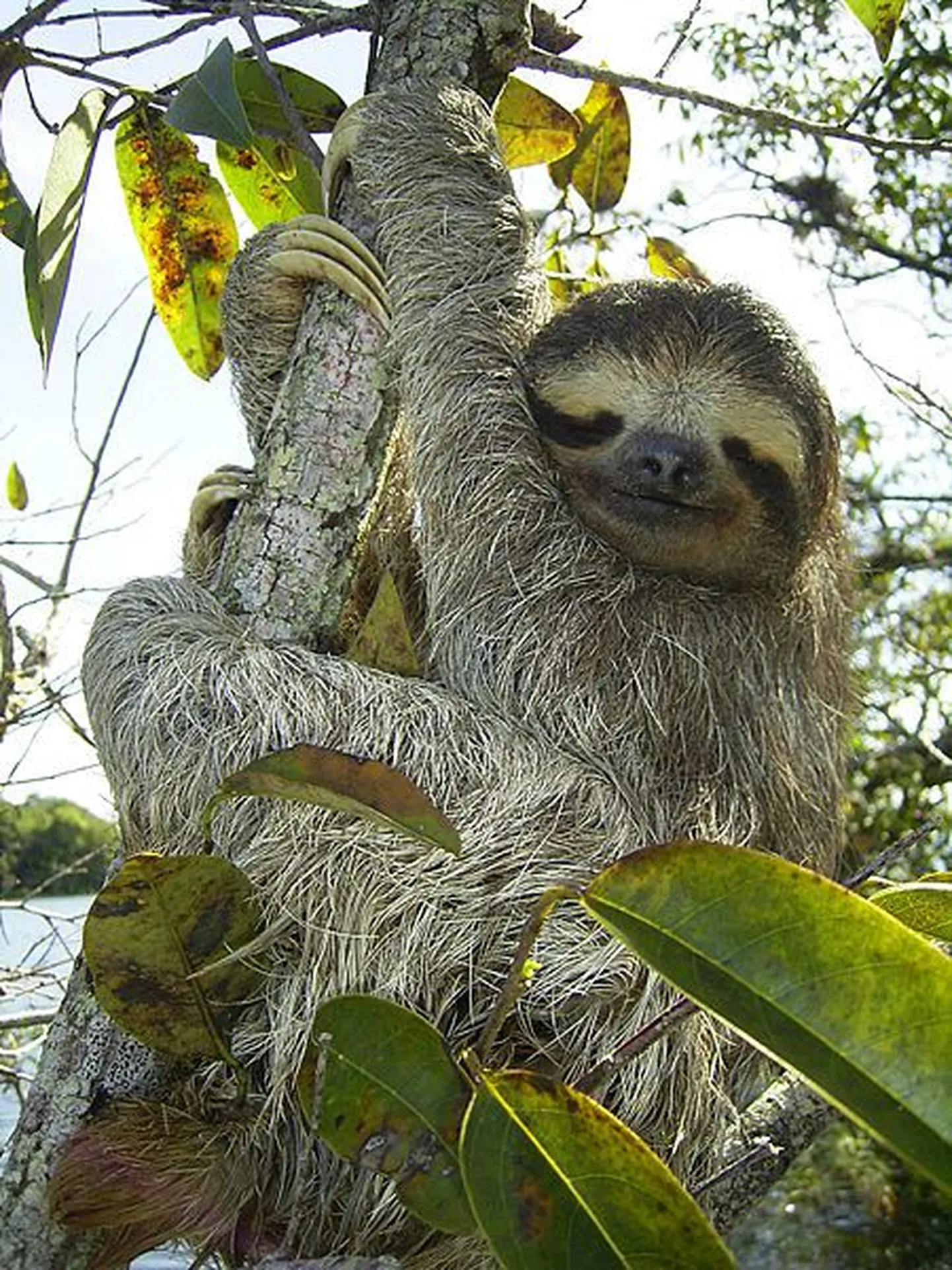 Laiskloom