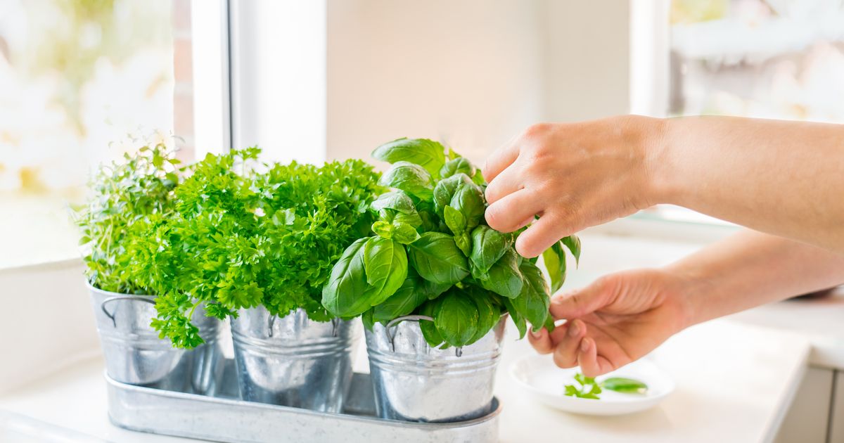 How to grow fresh, aromatic herbs on the kitchen windowsill?  – Tastes of Taste – Egoiste – TVNET