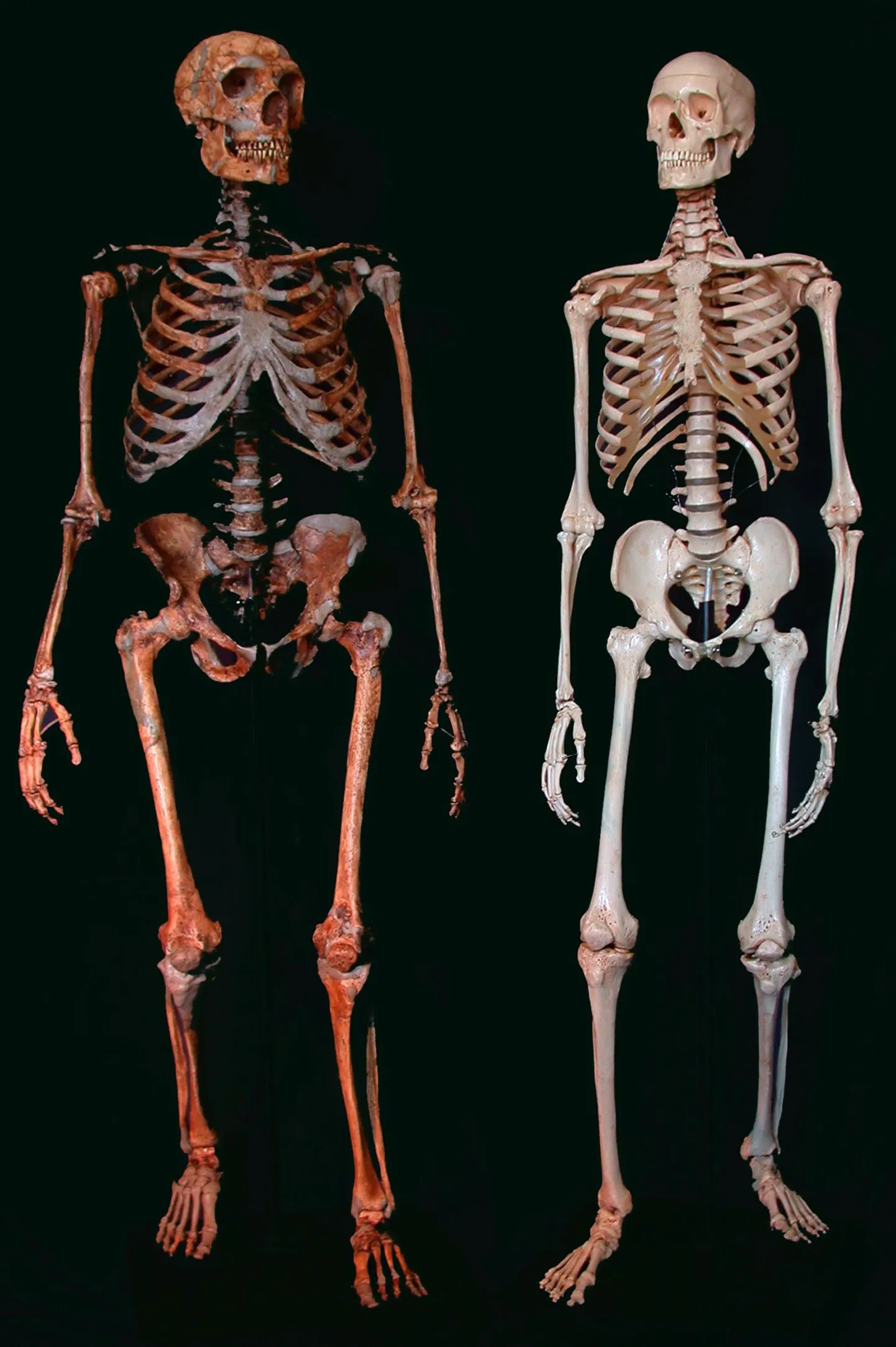 Neandertallase ja tänapäeva inimese skelett