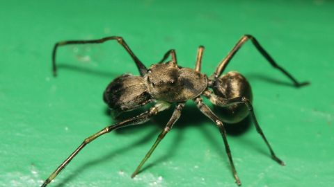 LISATUD VIDEO ⟩ See ei ole sipelgas – see on ämblik ja vaata, mida tavatut ta oma lastega teeb