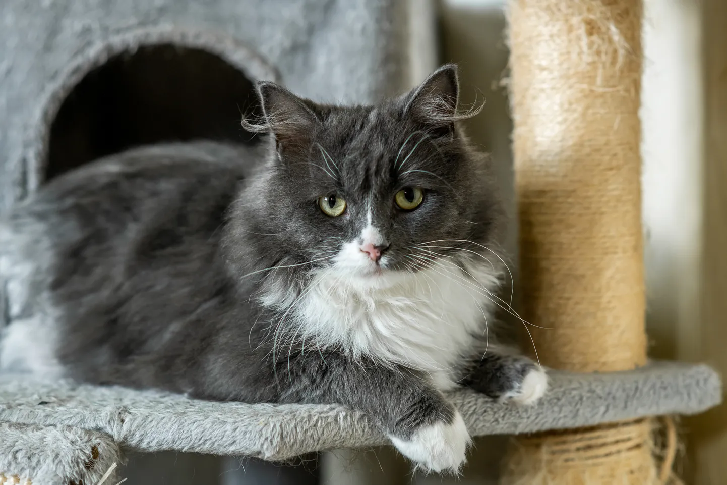 Gatto varjupaigas