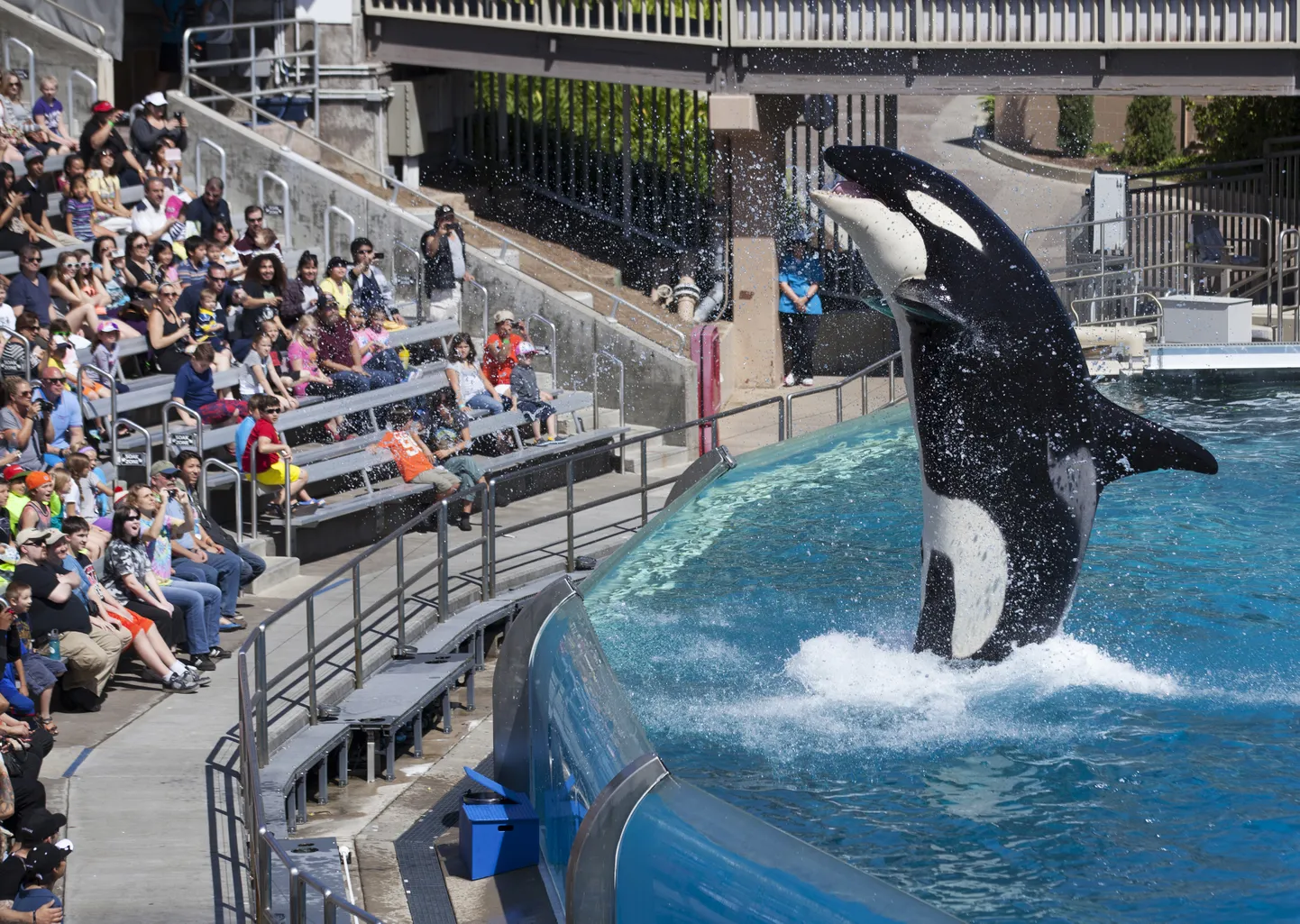 Mõõkvaal SeaWorldi loomapargis külastajatele esinemas. Negatiivse vastukaja tõttu lubas SeaWorldi juhtkond loomaetendused lõpetada.