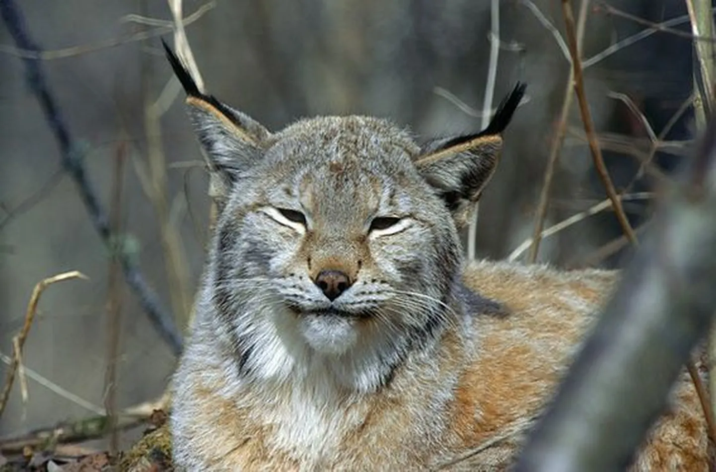 Ilves.