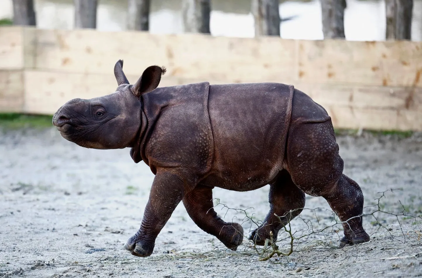 Появившийся на свет на юге Франции детеныш индийского носорога.
