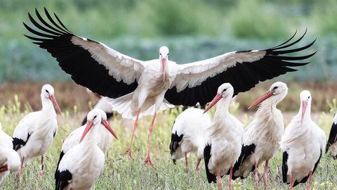 Trešdien pastiprināsies vējš, taču būs silti