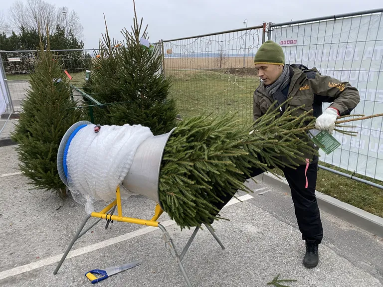 Kuuseplatsidel pakutavad puud on pärit Tartumaalt Kuivaleski talust. Müügipunktides üle jäänud puud viiakse loomaaeda elevantidele söögiks.