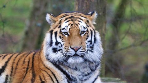 Tallinna loomaaeda jõudis tiiger Aleksander, kes peletas reisil igavust bussi õõtsutamisega
