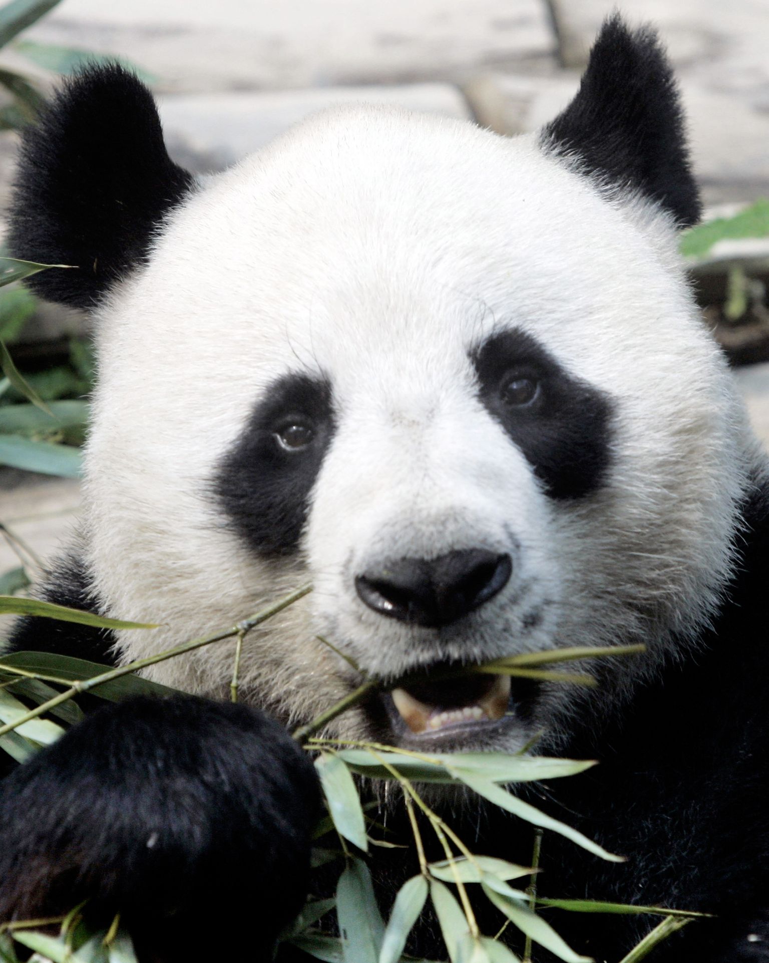 Čuan Čuan panda.