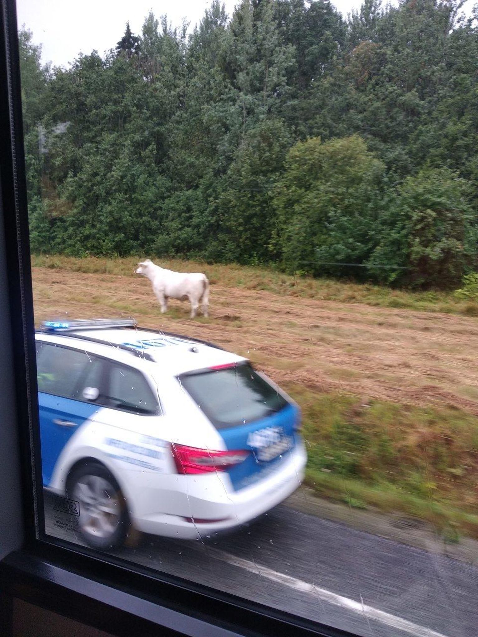 Politsei turvas kolmapäeva varahommikul Rakvere–Haljala teel valget lehma.