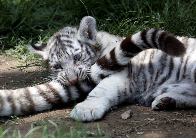 Peruus Huachipa loomaaias sündisid valged bengali tiigri kutsikad.