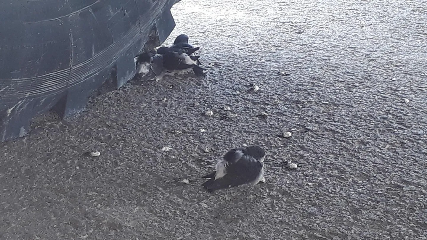 Pääsukesed varjusid autoratta alla.
