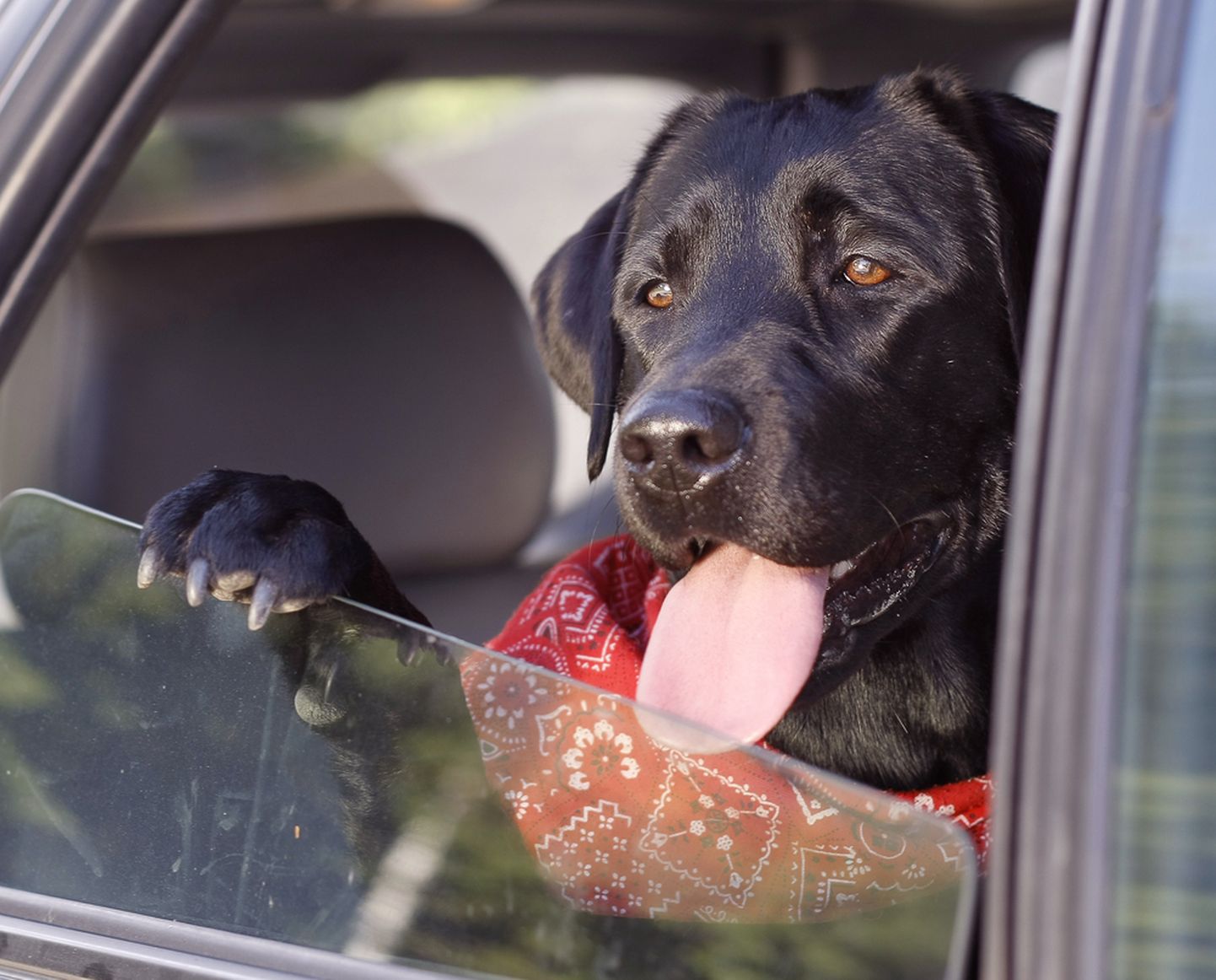 Autos sõites tuleb loom kinnitada nõuetekohaselt ja turvaliselt, et õnnetust ei juhtuks
