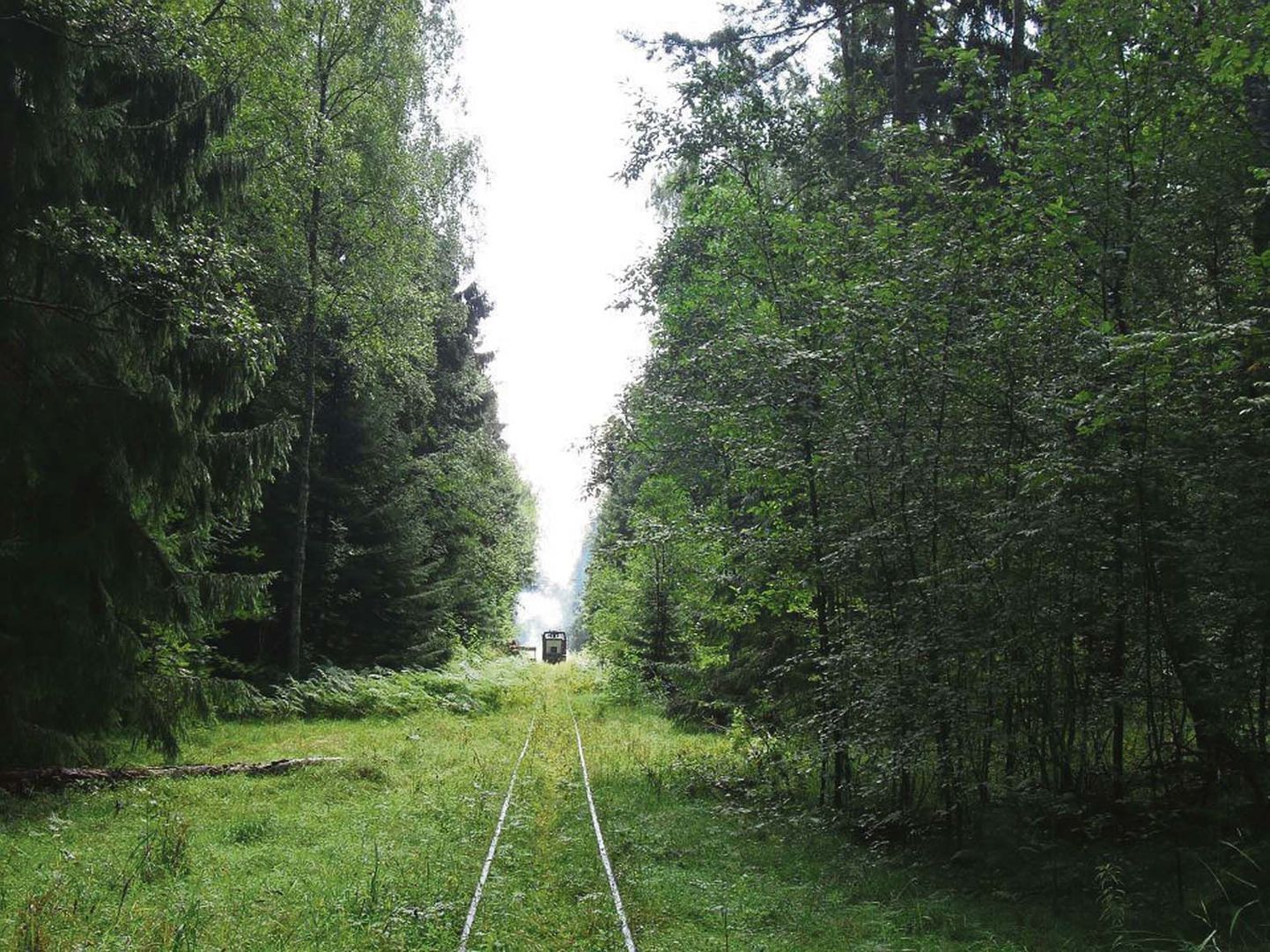 Naissaare kitsarööpmeline raudtee ja sellel liiklev ühe vaguniga rong sõidutab turiste sadama ja Männiku küla vahel.