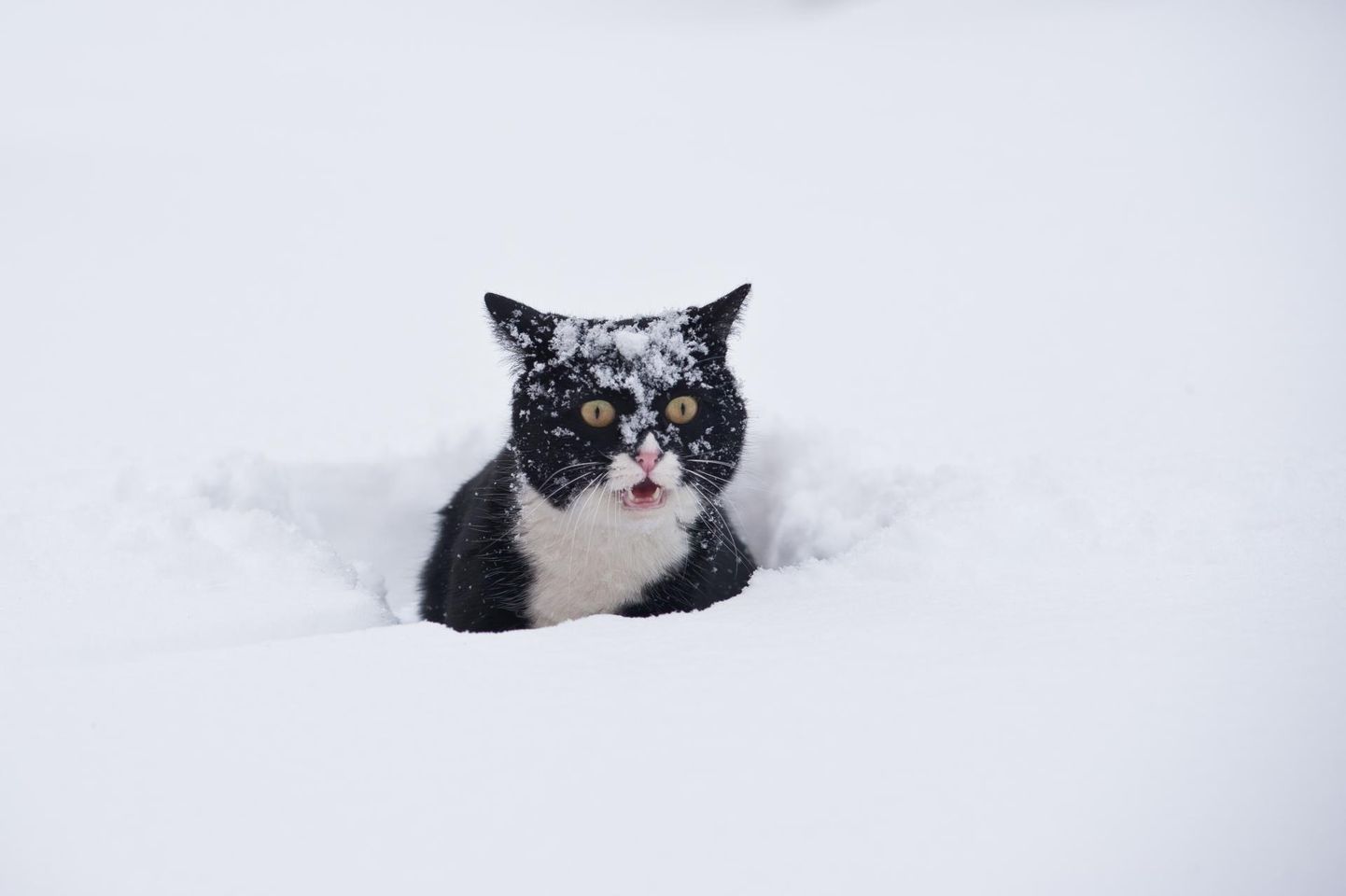 Кот в снегу (иллюстративное фото).