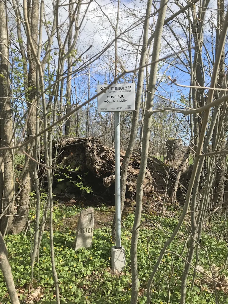 Muinsuskaitse poolt paigaldatud silt Võlla tamme juures on hiljutine.