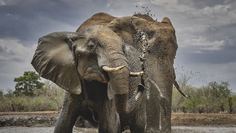 Aafrika riik ähvardas Saksamaad 20 000 elevandiga