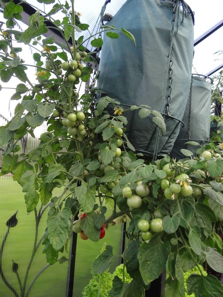 С потолка теплицы Рейна Рятсепа свисает несколько мешков, в которых помидоры растут почти вверх ногами.