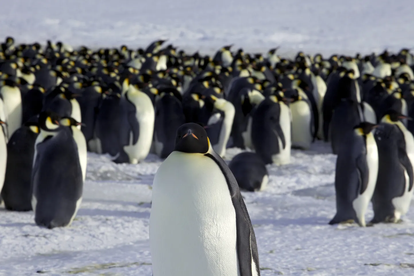 Keiserpingviinid Antarktikas