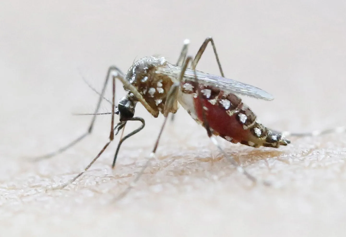 Aedes aegypti on sääseliik, mis kannab ohtlikke haigusi, näiteks Zika viirust, denge- ja kollapalavikku. 
