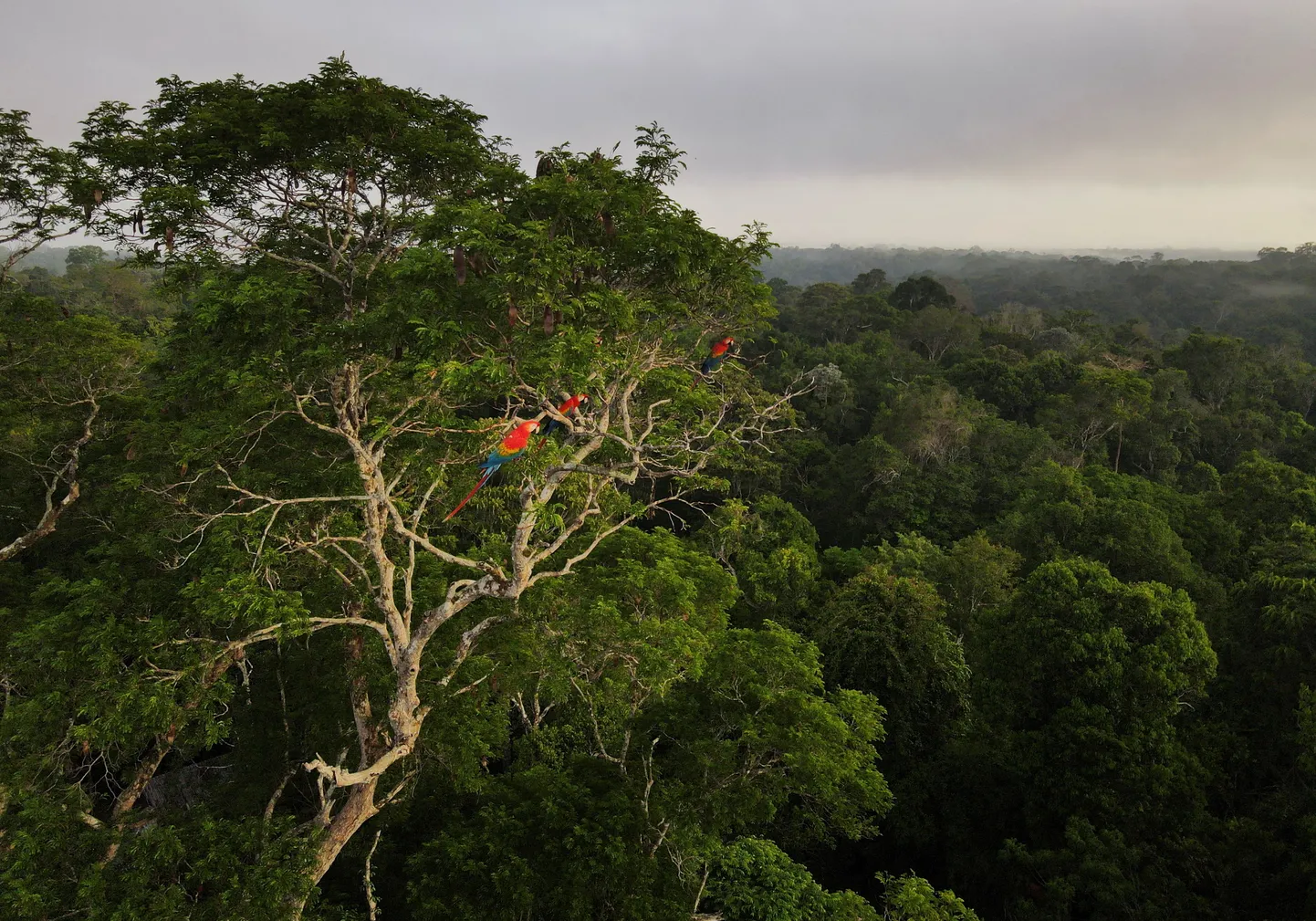 Aara papagoid istuvad puu otsas Amazonase vihmametsas Manausis.