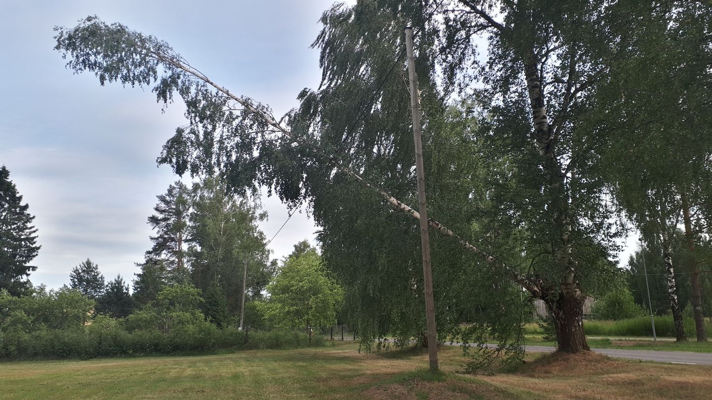 Kasepuu oks kukkus Värskas elektriliinile.