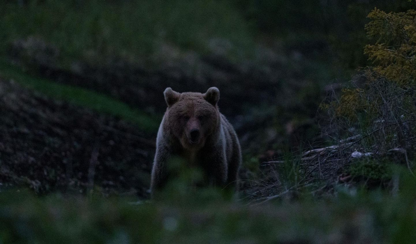 Karu Järvamaal metssigade söögikohas.
