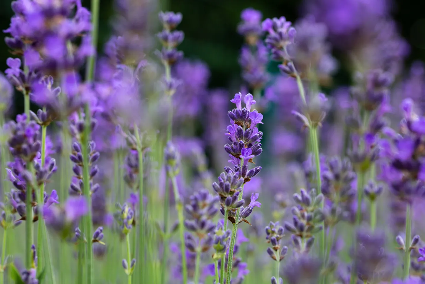 Lavendel. Pilt on illustreeriv.
