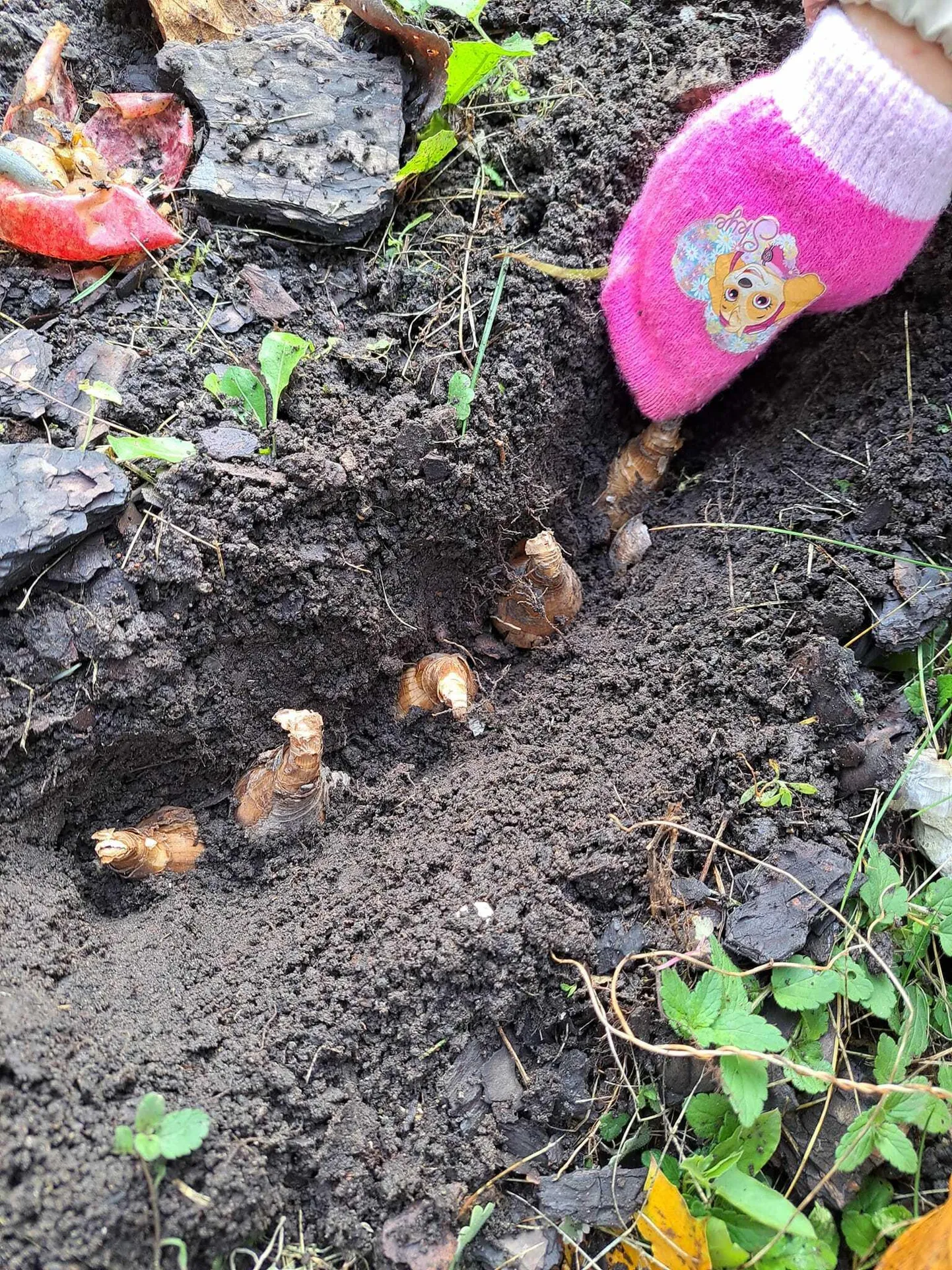 Kevadlillesibulate muldapanek Rakvere linna lasteaia Kungla majas.
