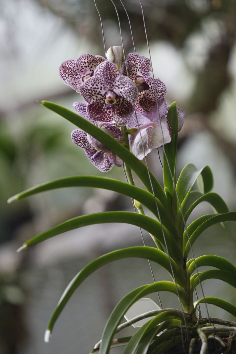 Орхидея «Ванда».