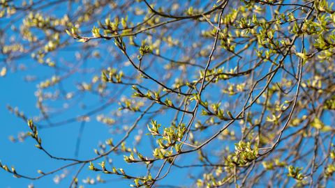 Aprill toob tulisust ja muutusi: kuidas tähtede sõnum tõlgendada