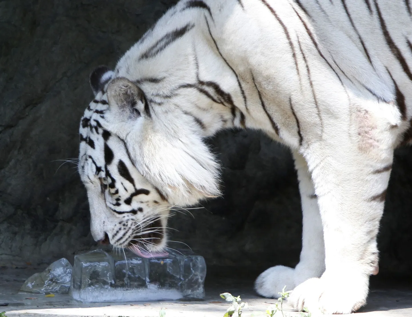 Tiiger tappis looduspargi töötaja