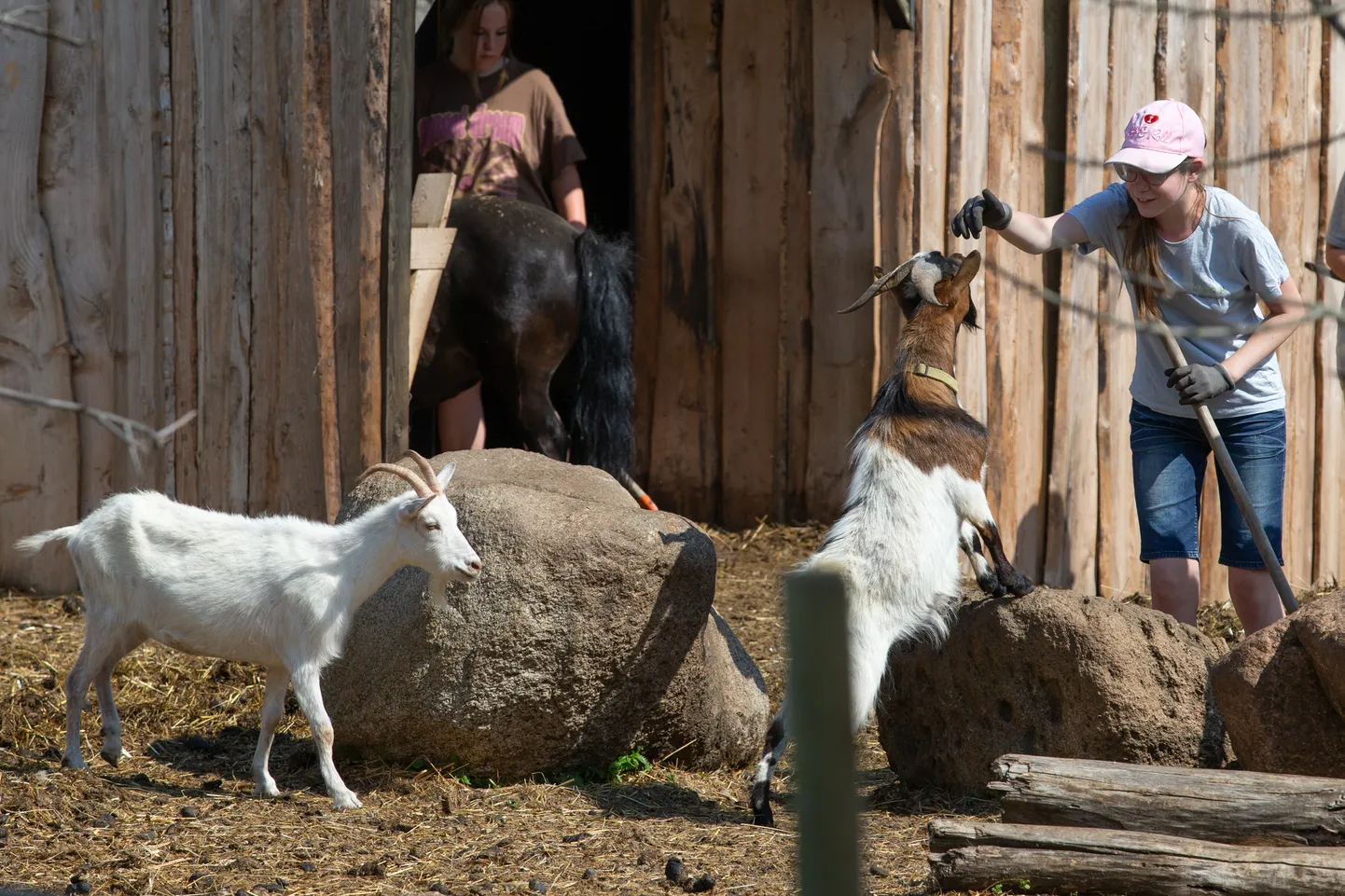 Элена Лаанемяэ также воспользовалась возможностью пообщаться с животными в зоопарке Пяйте.