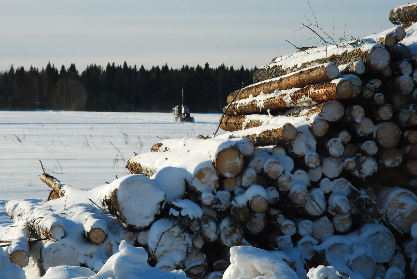 Küttepuud metsas.