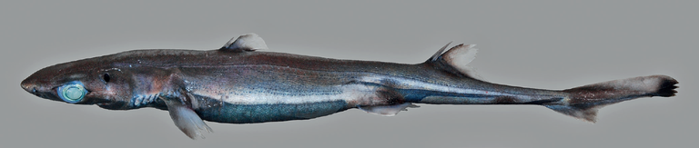India ookeani sügavetes elav uus hailiik Etmopterus alphus