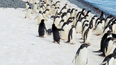 Antarctic guides resign: 'We can no longer be part of this deception!'