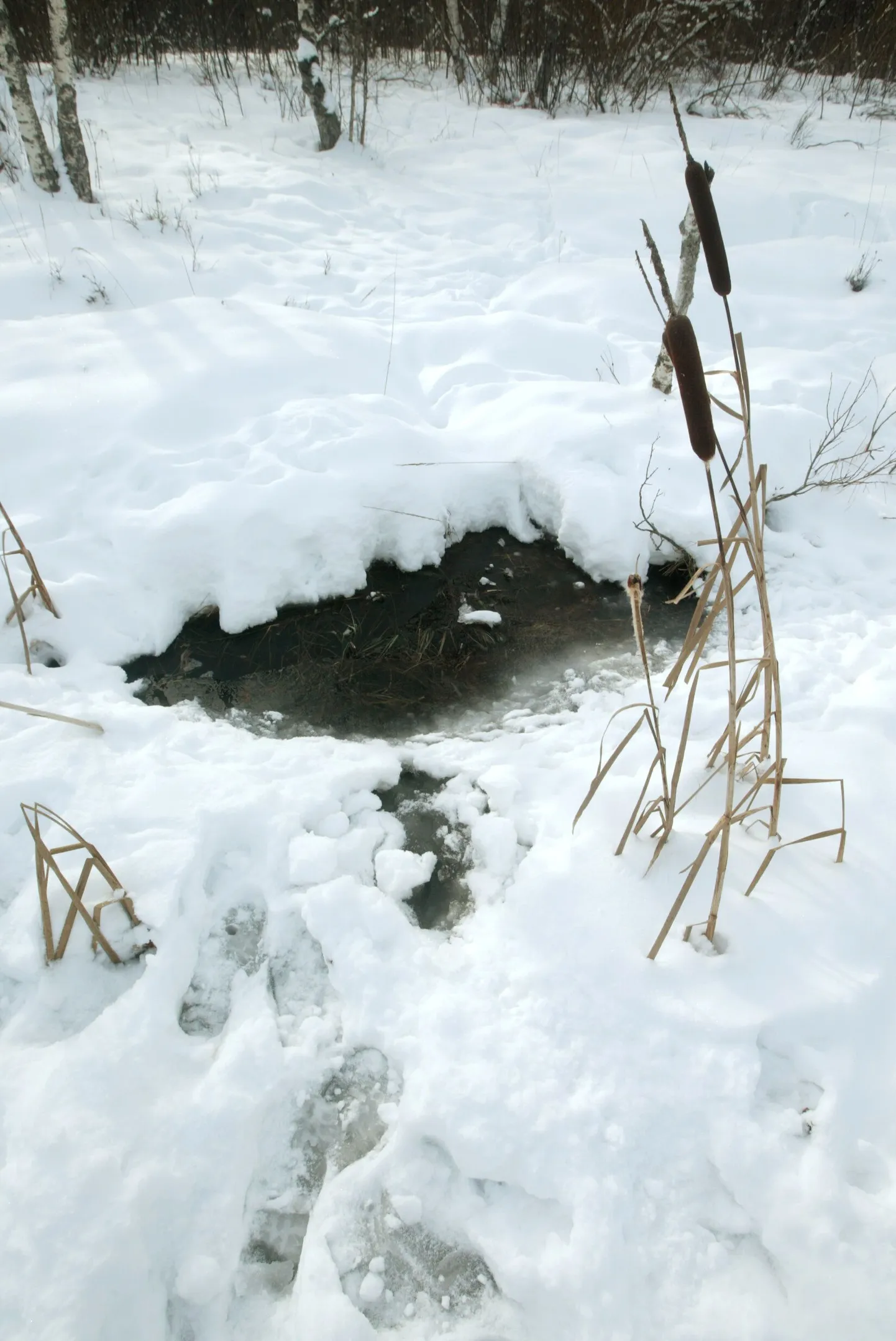 Ummuksisse jäänud järvedes surevad kalad.