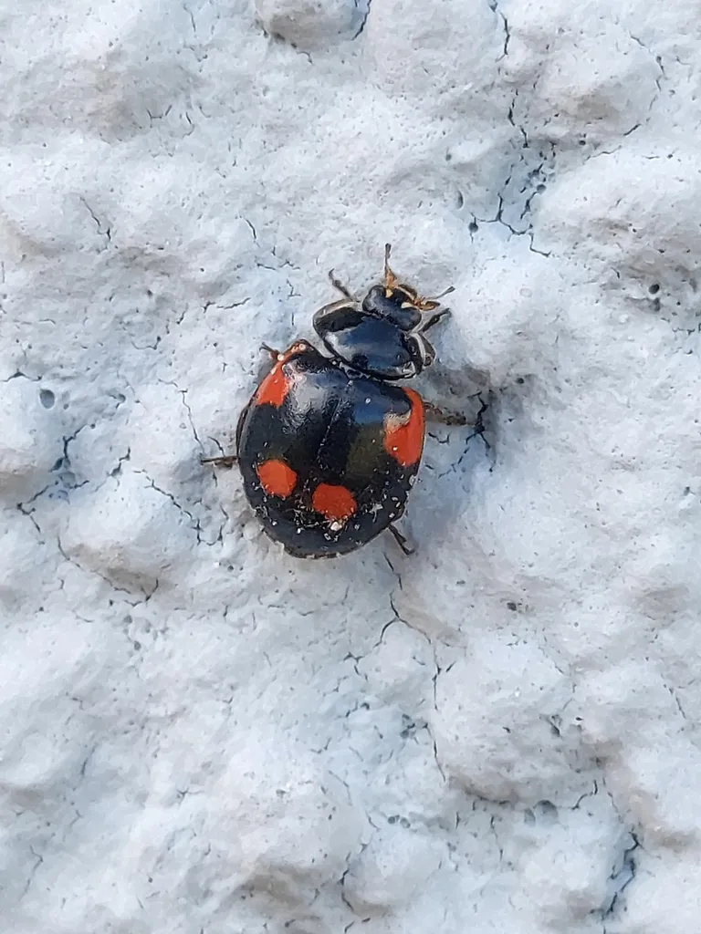 Asian ladybeetle