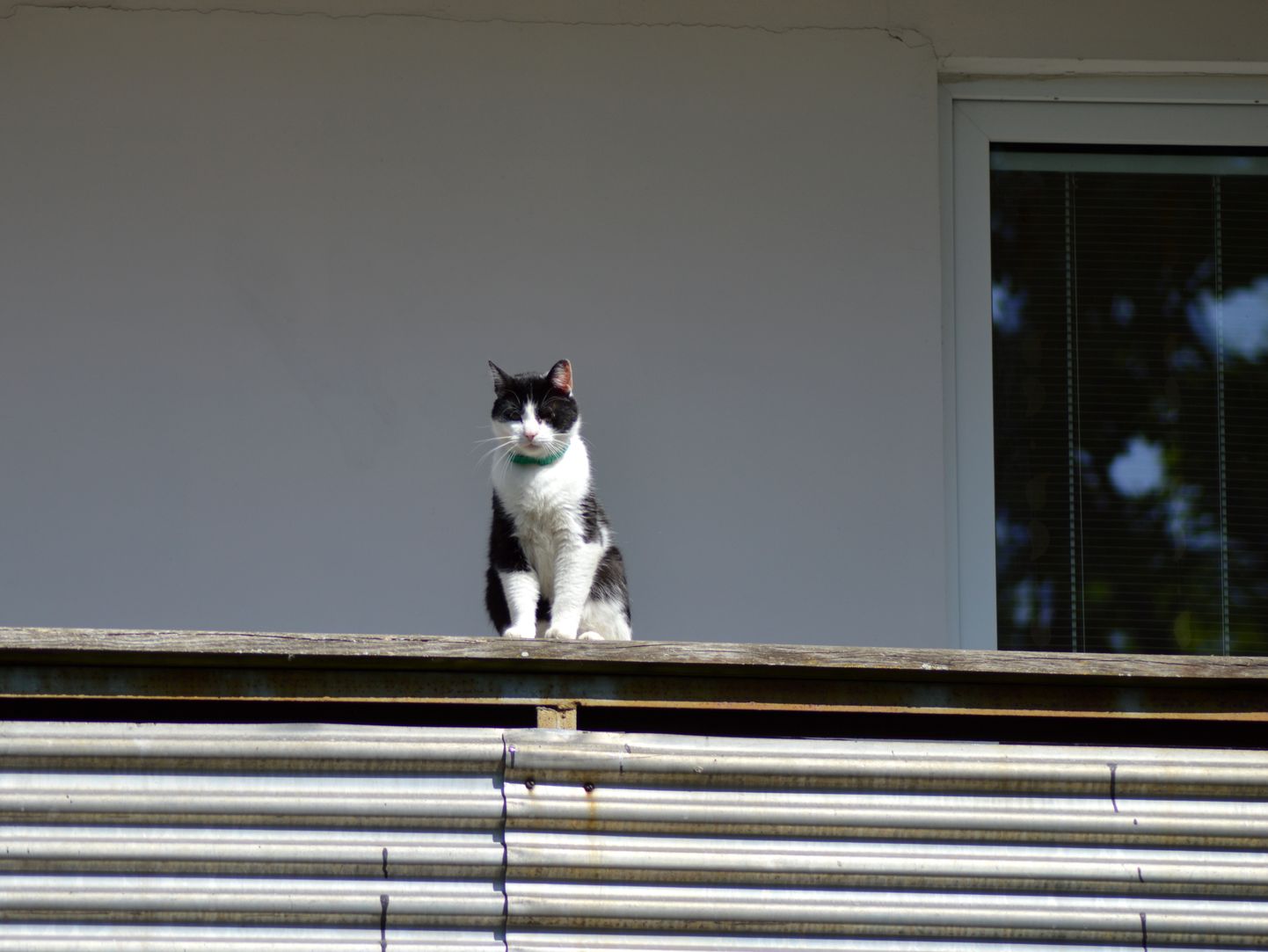 Kaķis uz balkona.