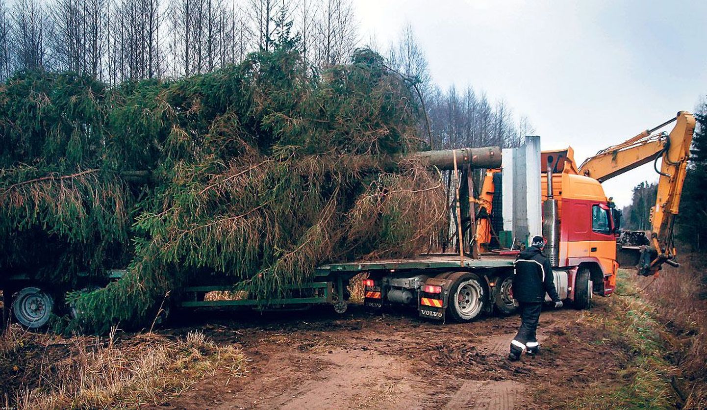 Tänavune jõulupuu sai laanest välja tänu ekskavaatorile, mis tõmbas ja lükkas metsas teisi masinaid.
