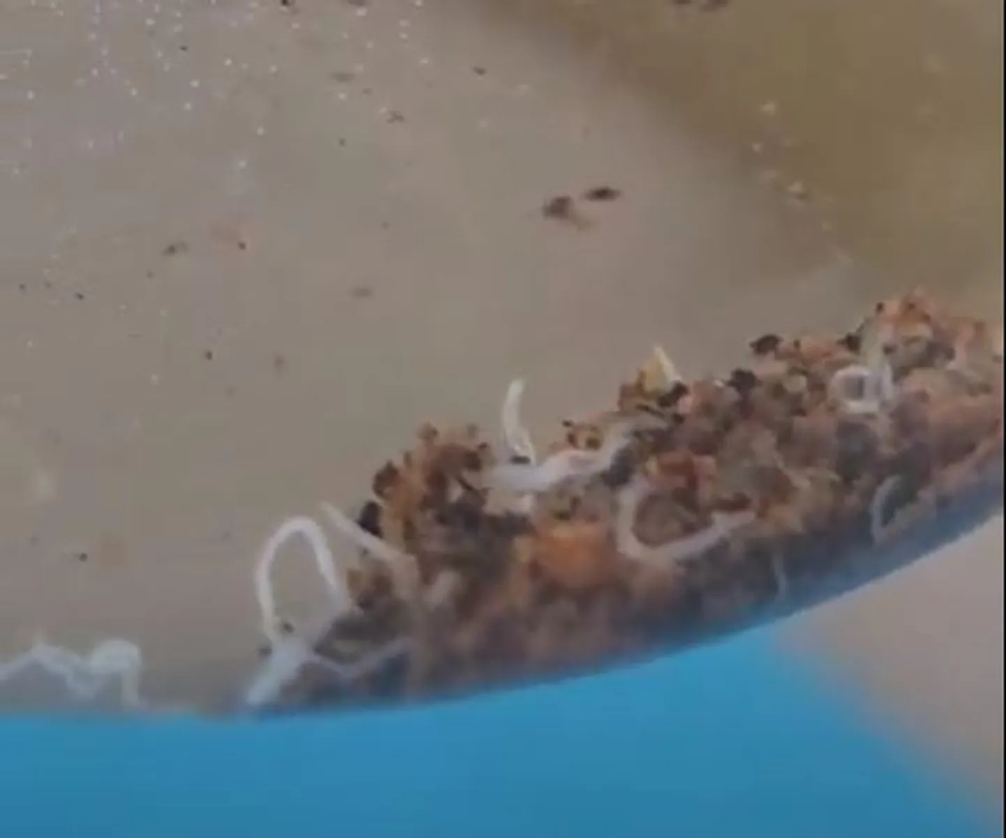 Черви в водопроводной воде.
