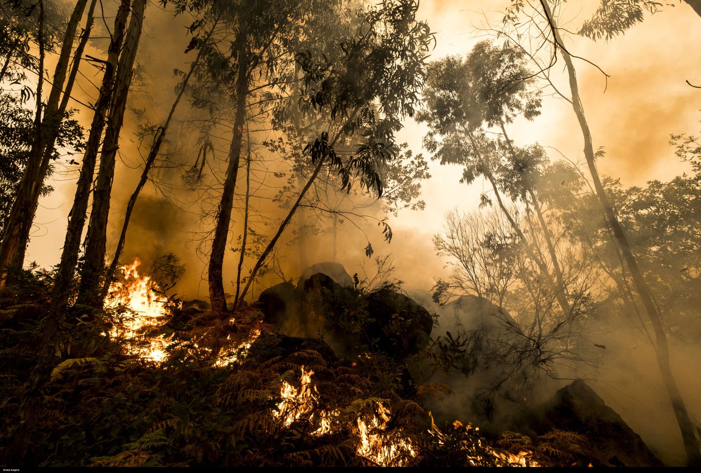 Portugali metsatulekahju, mille tuhka juba mitmeid päevi Eestis alla sajab.