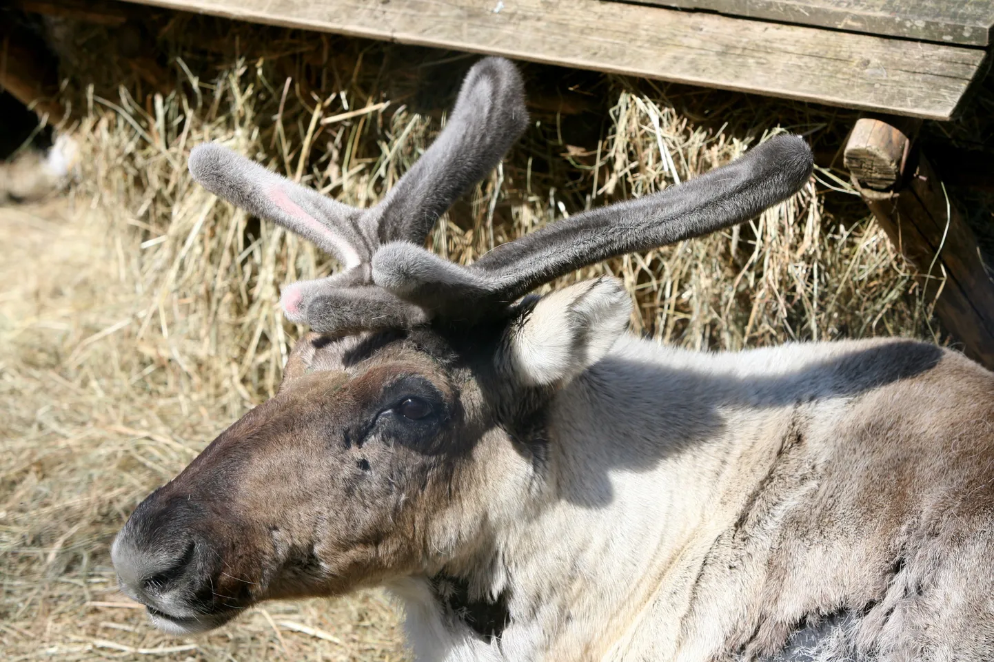 Põhjapõder.