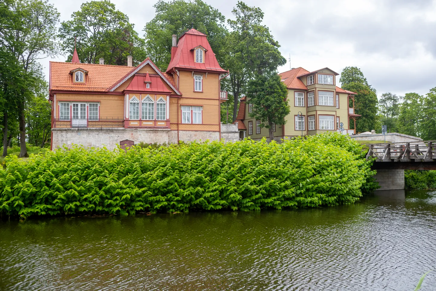 Ehkki pargitatar on ohtlik võõrliik, laiutab see Kuressaare pargis Saaremaa vallale kuuluval maal juba aastaid.